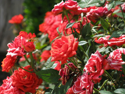 429071 (a): :1600x1200